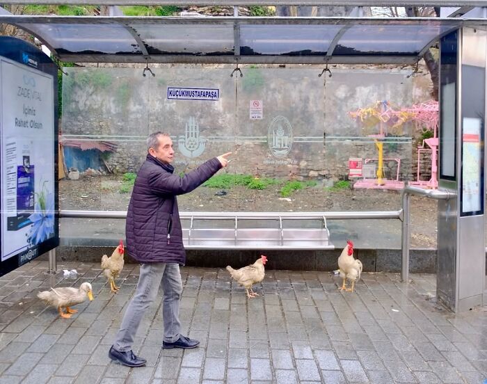 A candid moment from the streets: a man points while walking with chickens and a duck at a bus stop, by Sami Uçan.