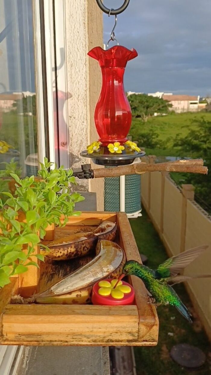 A hummingbird visiting a Brazilian man's bird restaurant, with a feeder and fruit for the bird guests.