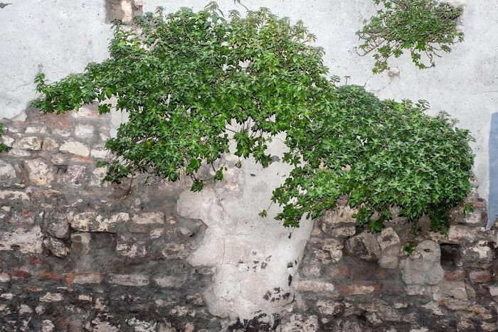 A candid moment from the streets: green foliage growing on an old stone and concrete wall, by Sami Uçan.