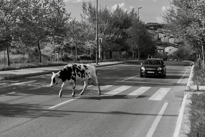 A candid moment from the streets by Sami Uçan shows a cow crossing a pedestrian street with a car approaching.