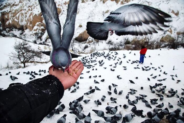 A candid moment from the streets by Sami Uçan shows a hand feeding pigeons in a snowy landscape.
