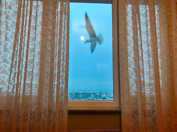 A candid moment from the streets by Sami Uçan shows a bird flying past a window with lace curtains.