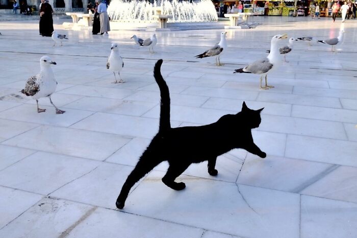 A candid moment from the streets: a black cat walks among several seagulls in a paved public square.