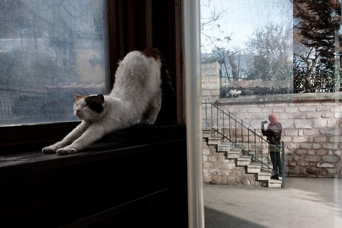 A candid moment from the streets: a cat stretches on a windowsill, with a person reflected in the glass.