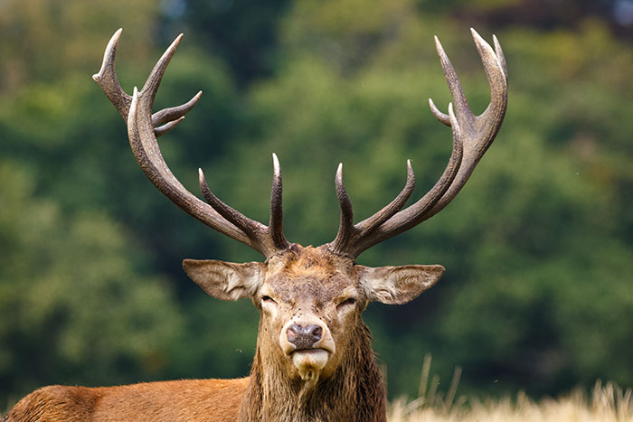 A majestic stag with large antlers, a hunter's prize. This image relates to a hunter and his mom wanting meat. A majestic stag with large antlers, a hunter's prize. This image relates to a hunter and his mom wanting meat.