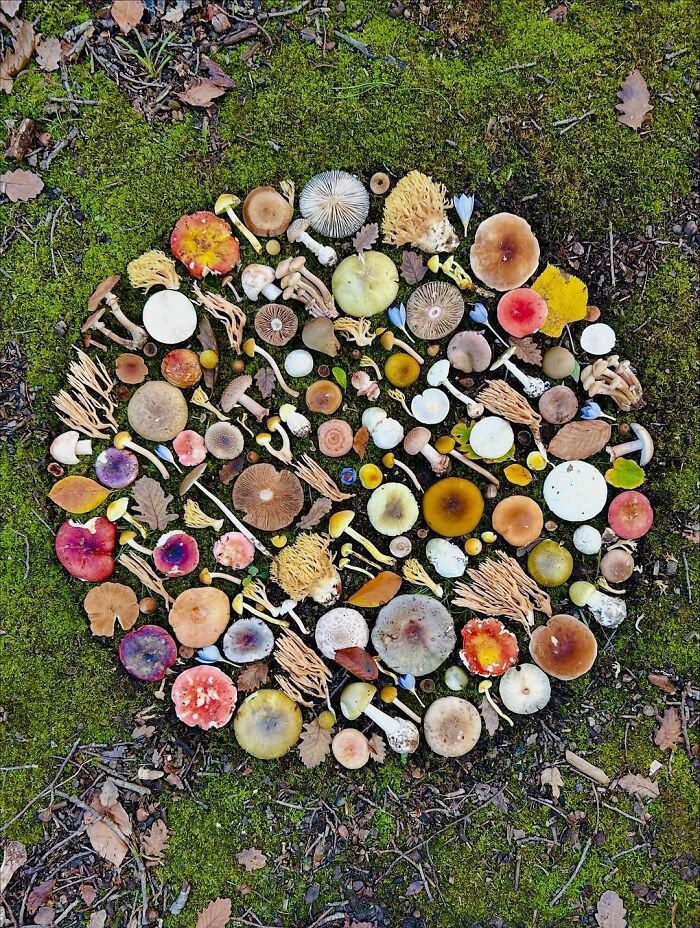Brilliant designs of a circular arrangement of various colorful mushrooms and leaves on a mossy forest floor.