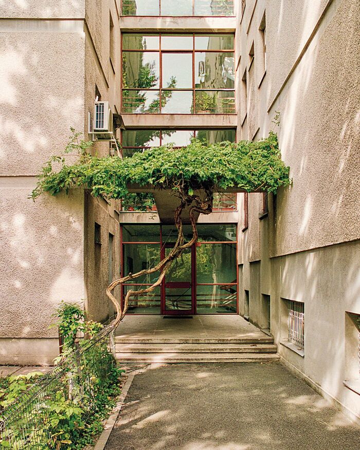 A building entrance covered by a large vine growing over a walkway, an example of brilliant and beautiful designs.