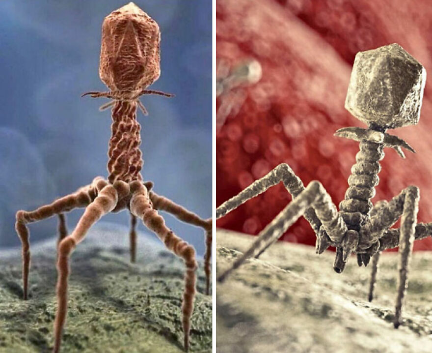 Two magnified images of bacteriophages, which are incredible and strange things happening on Earth.