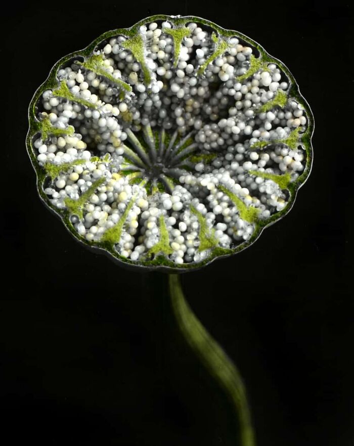 A lotus seed pod cut in half, revealing its internal structure with many small seeds, an interesting object cut in half.