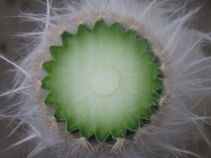 Surprising photo of an object cut in half: a cactus revealing its internal star-shaped pattern.