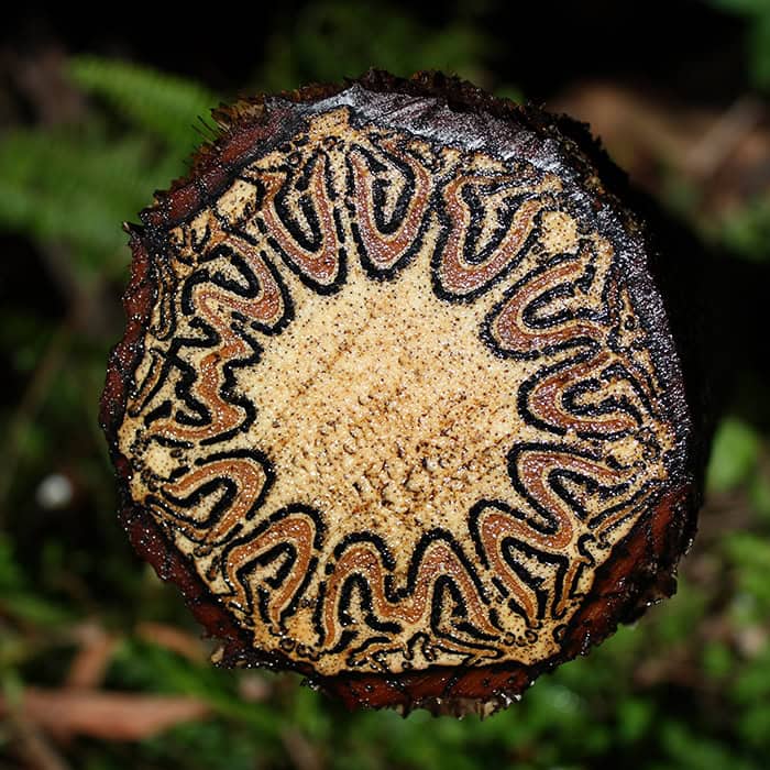 An interesting photo of an object cut in half, revealing a unique, intricate swirl pattern resembling a fractal.
