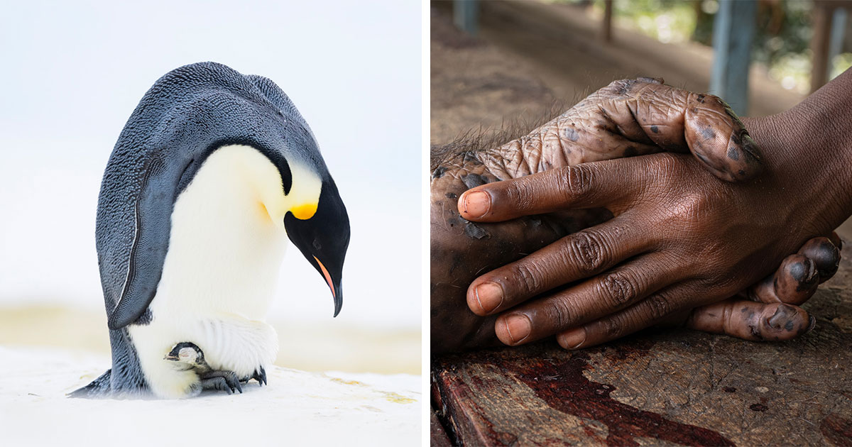 25 Stunning Photos From The 2026 International Nature Photography Festival