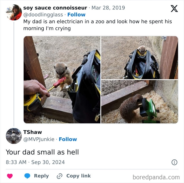 A meerkat interacting with an electrician's tools, with a creative and cursed comment about the meerkat.