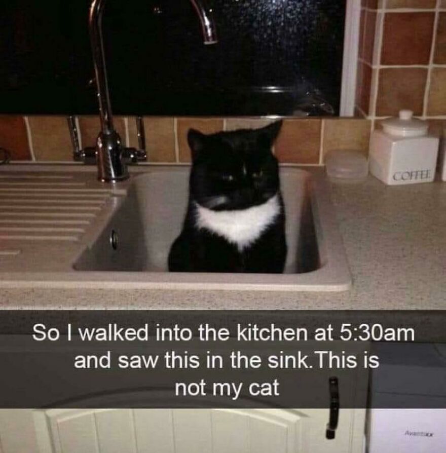 A black and white cat sitting inside a kitchen sink, looking confused, an out-of-context and weird cat photo.