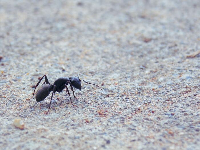 A black ant crawling on a textured gray surface, hinting at scary science facts about insects and the natural world.