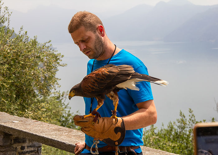 A man with a hawk on his gloved hand, showcasing one of the weird jobs people get paid for.