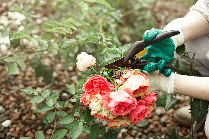 A person in green gloves prunes d**d roses from a bush with clippers, potentially one of the weird jobs.