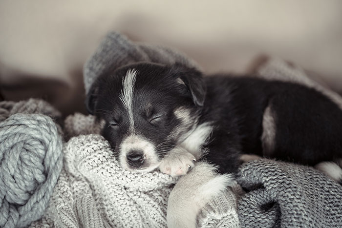 A tiny black and white puppy sleeping soundly amidst soft gray knitted blankets, illustrating some weird jobs.