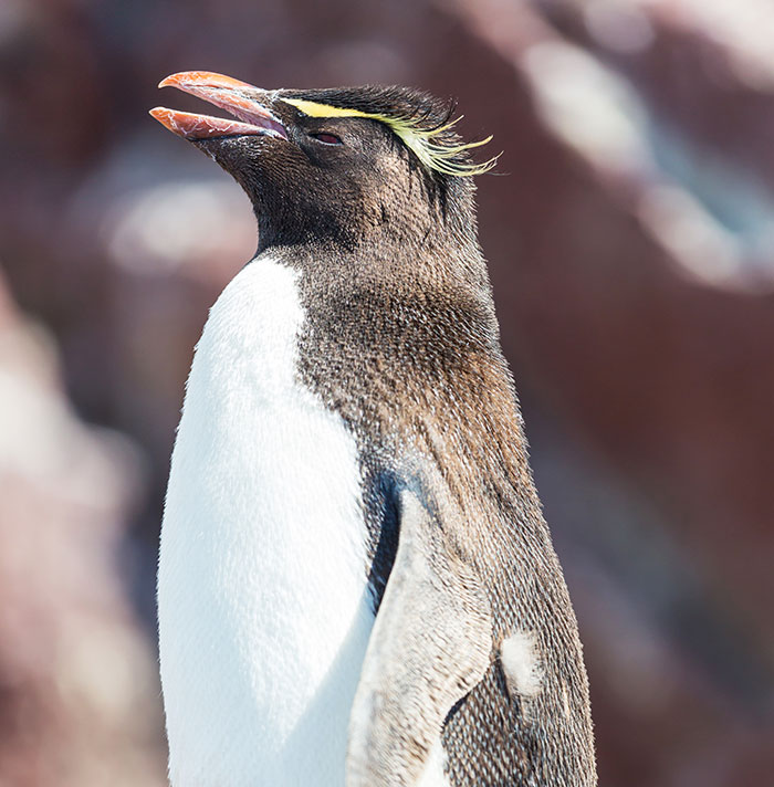 A close-up of a Royal Penguin, standing with its beak open, showcasing a unique animal among weird jobs.