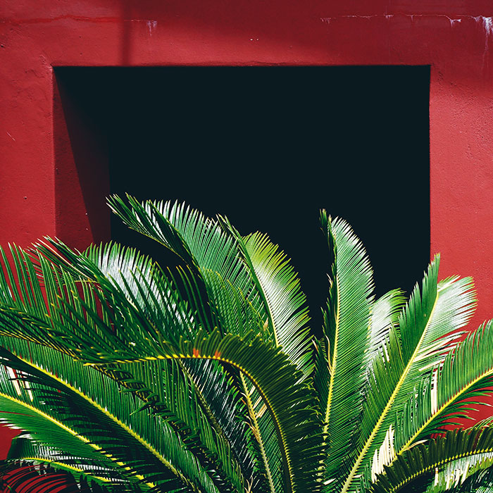 Vibrant green palm leaves against a striking red wall with a dark opening, showcasing diverse jobs.