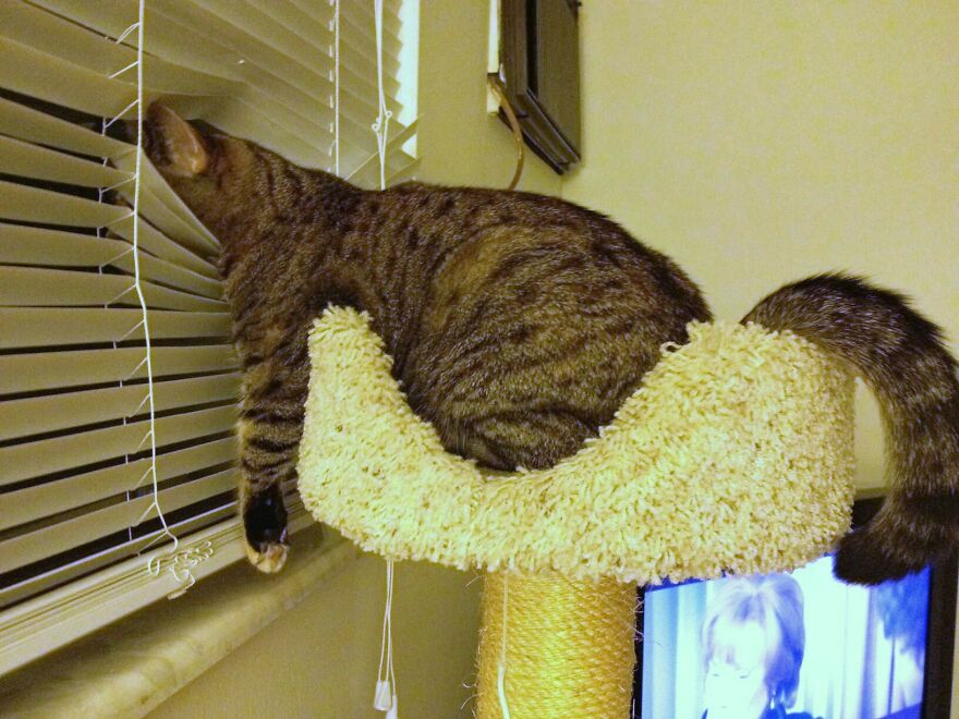 A tabby weird cat peeking through window blinds from a cat tree, ready to catch a glimpse outside.