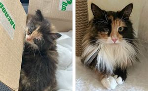This Community Shares Cats As Kittens And Adults, And The Transformations Are Delightful (21 New Pics)