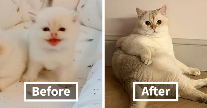 “Cat Grows”: 21 Adorable New Side-By-Side Comparisons Of Cats Now And When They Were Little