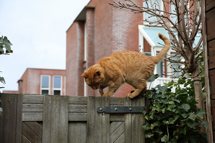 Tenant Refuses To Leave As Neighbor Escalates, Then 14 Cat Traps Bring A $14k Fine From Officials