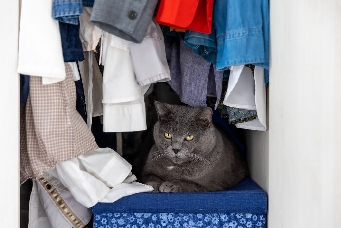 A gray cat sitting in a cluttered closet, showcasing the unique unhinged house rules about storage.