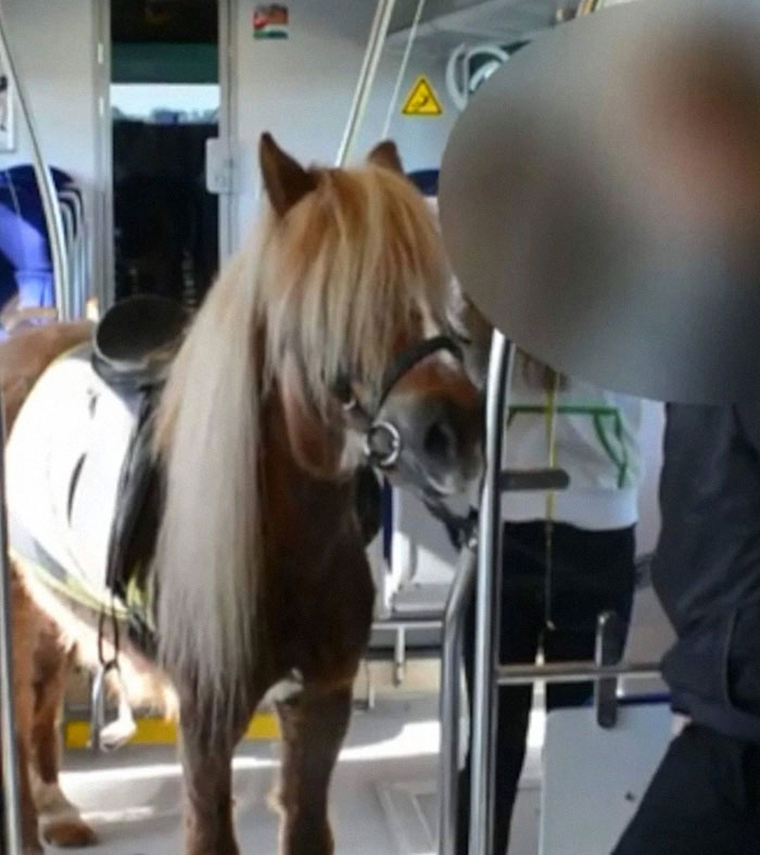 An entitled miniature horse with a saddle inside a public transit vehicle, a clear example of entitled folks.
