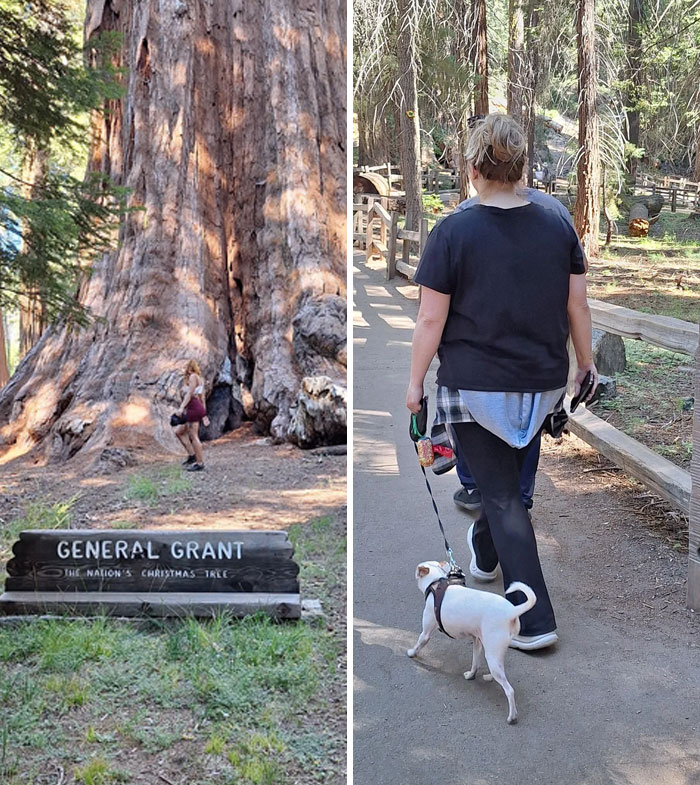 Entitled folks: A small dog on a leash walks near a giant tree, highlighting human impact on nature.