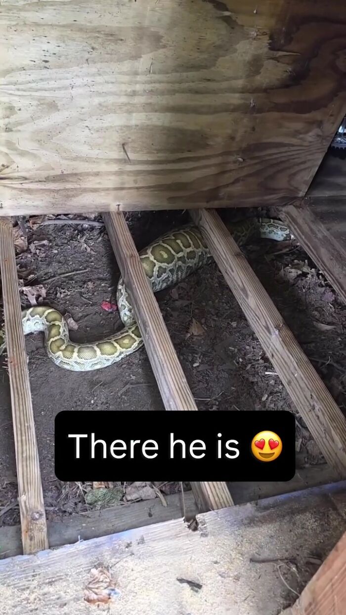 A huge python visible under the floorboards of a family's home, showing its hiding spot. A huge python visible under the floorboards of a family's home, showing its hiding spot.