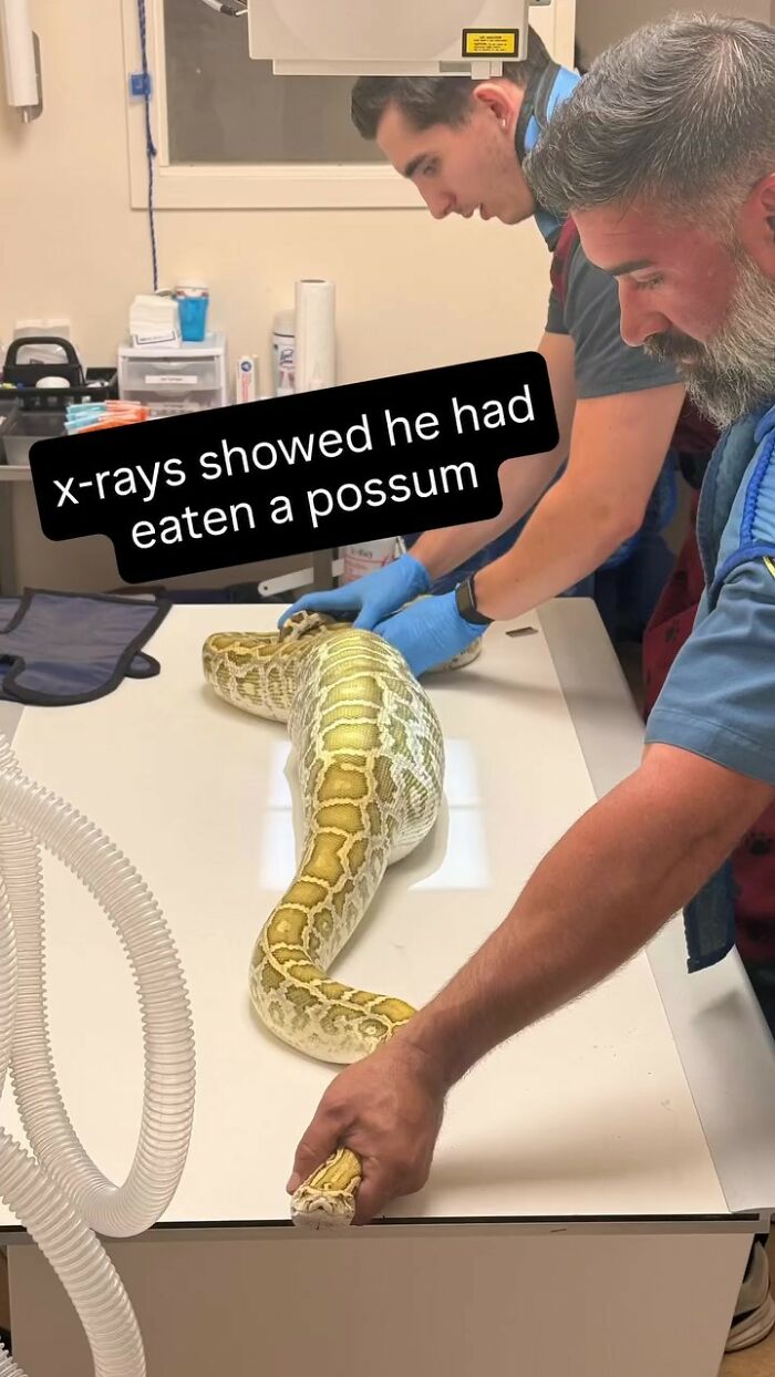 Veterinarians preparing a huge python for an X-ray to discover what it ate. Veterinarians preparing a huge python for an X-ray to discover what it ate.