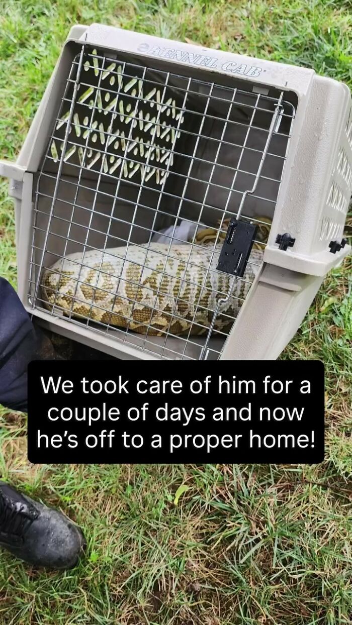 A huge python resting inside a pet carrier after being found under a family's home. A huge python resting inside a pet carrier after being found under a family's home.