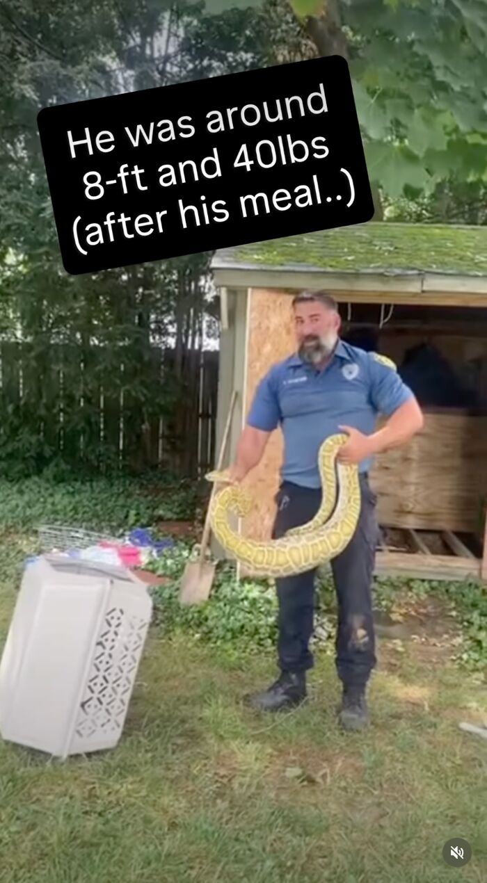 A man holding a huge python, showing its size after being found under a family's home. A man holding a huge python, showing its size after being found under a family's home.