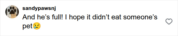 A social media comment from sandypawsnj worried about what the huge pythons might have eaten. A social media comment from sandypawsnj worried about what the huge pythons might have eaten.