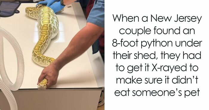 8-Foot Python Gets Stuck Under Family’s Shed After A Strange Meal, And X-Rays Reveal What It Ate