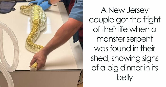 8-Foot Python Gets Stuck Under Family’s Shed After A Strange Meal, And X-Rays Reveal What It Ate