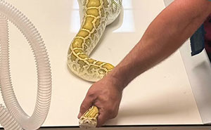 Huge Pythons Found Under Family's Home, X-Ray Leads To Surprising Discovery Of What It Ate