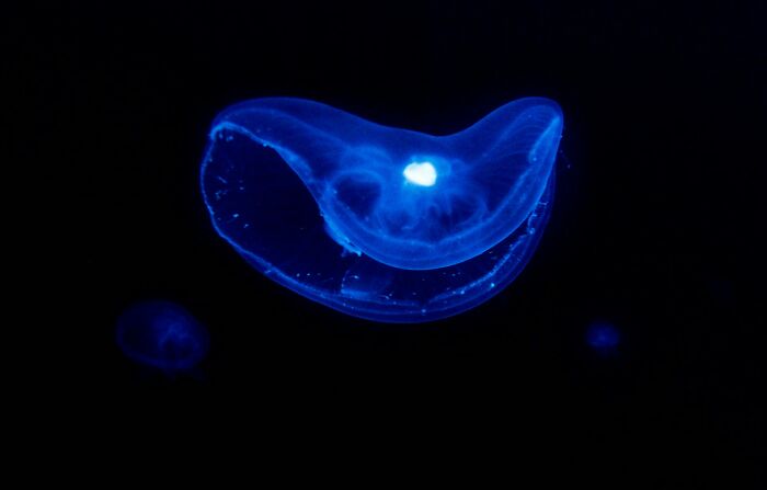 Bioluminescent jellyfish glowing in the dark, showcasing interesting scientific facts about marine life.