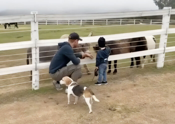 Prince Harry and his son with Meghan Markle interact with donkeys at a farm during their UK return. Prince Harry and his son with Meghan Markle interact with donkeys at a farm during their UK return.