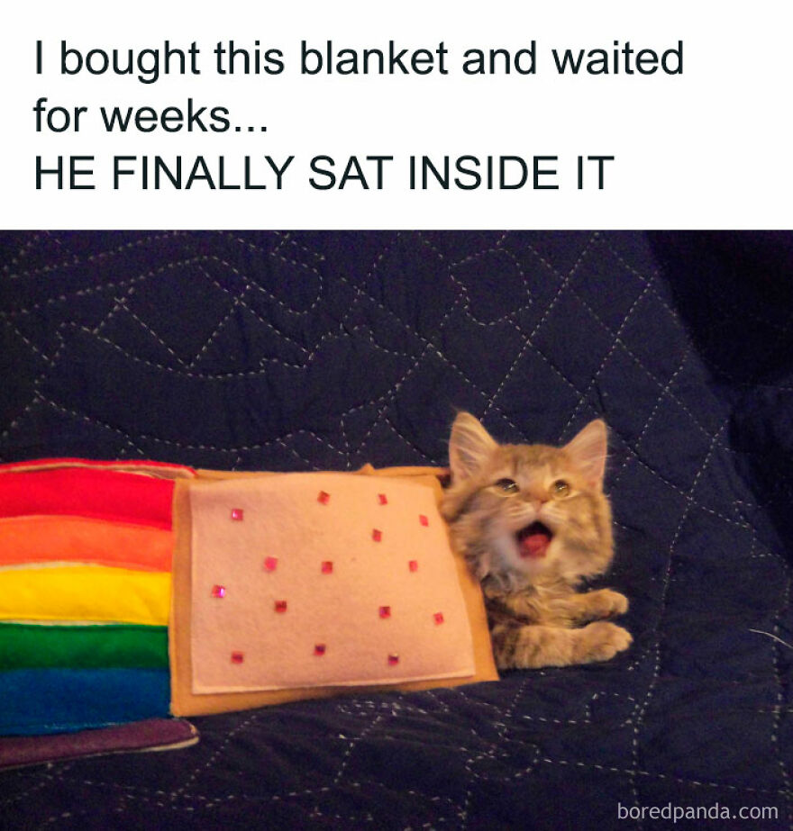 A small fluffy cat looking surprised next to a rainbow pop-tart toy, an out-of-context photo of a weird cat.