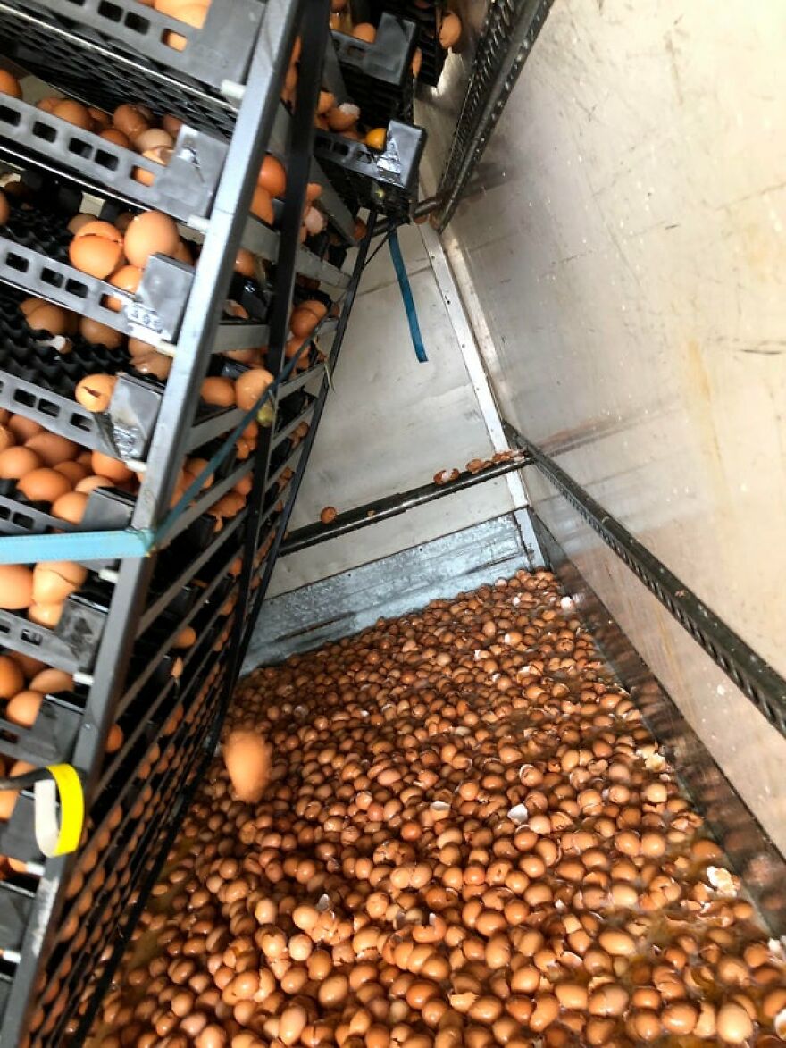 Thousands of broken eggshells on the floor, a funny unfortunate fail in egg production.