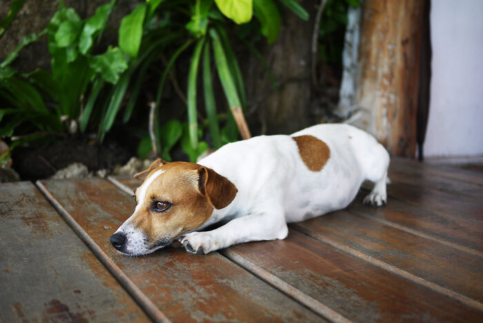 A small dog with brown and white fur lying on a wooden floor outdoors. Pet owners sharing vet bills.