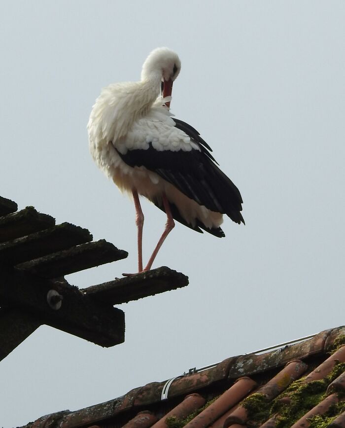 A white stork with black wings stands on a wooden beam on a rooftop, preening its feathers. Cool animal photo.