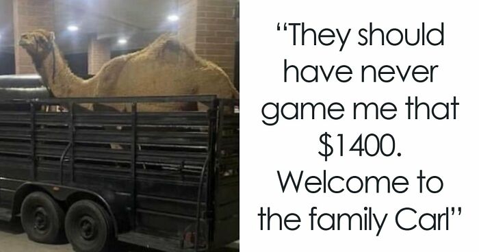 Forget The Doom-Scrolling, These 63 Oddly Wholesome Images Are Worth Your Time Instead