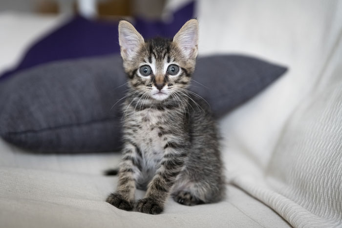 A small tabby kitten sits on a couch, a cute pet that might one day lead to funny vet bills.