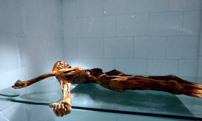 Ötzi The Iceman, 5,300-Year-Old Mummy, South Tyrol Museum Of Archaeology, Bolzano