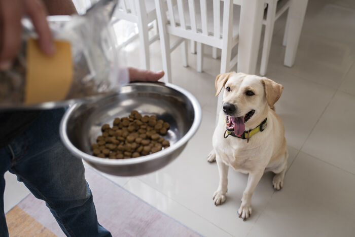 A happy labrador waiting for food, showing unhinged house rules that make sense to the family.
