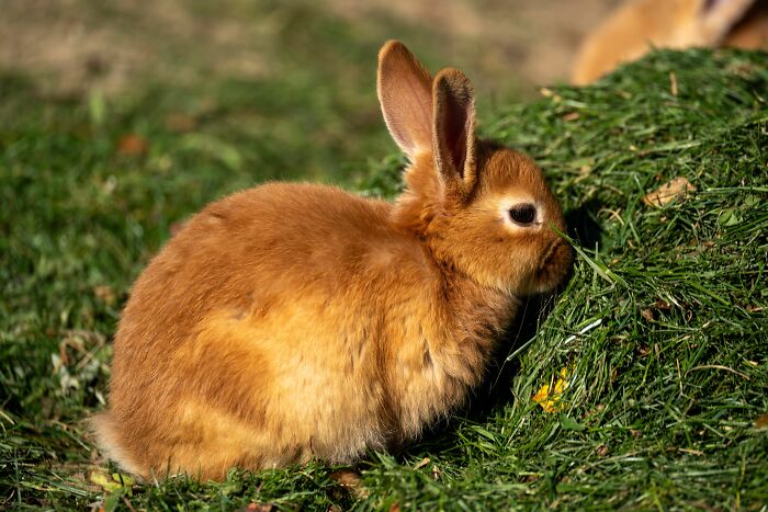 A cute rabbit, raised by narcissists, nibbles on green grass, representing hope after painful stories.